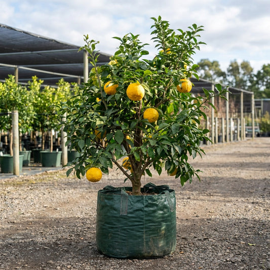 Pummelo  Citrus Tree - Pummelo Citrus maxima