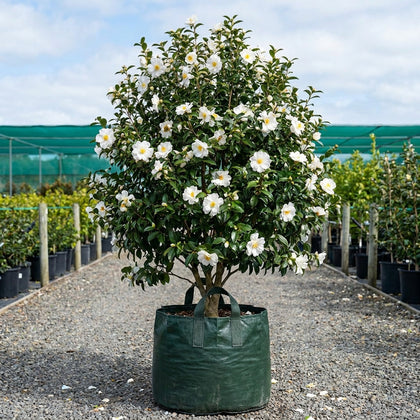 Pure Silk Camellia - Camellia sasanqua 'Pure Silk'