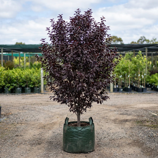 Purple Leaf Flowering Plum - Prunus cerasifera ‘Nigra’