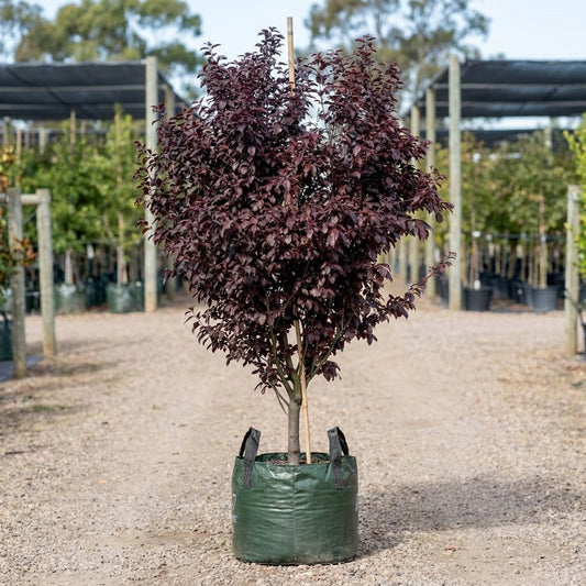 Purple Leaf Plum - Prunus x blireana