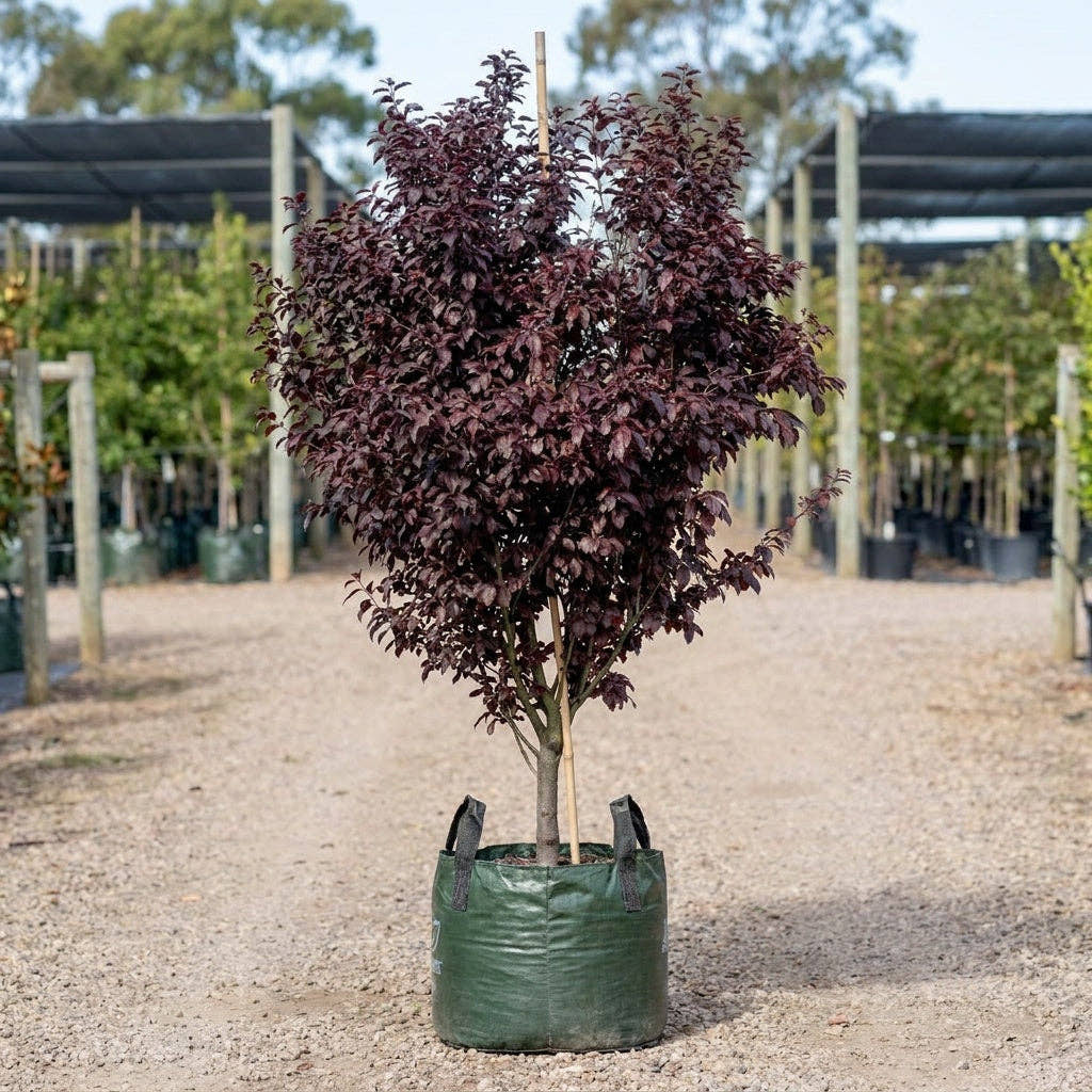 Blireana Flowering Plum - Prunus x blireana
