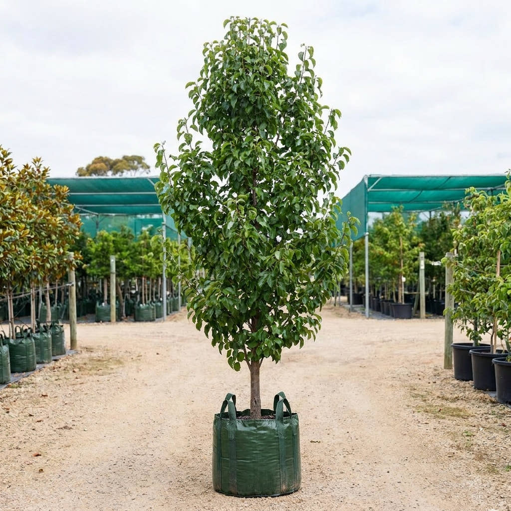 Cleveland Select Ornamental Pear - Pyrus calleryana ‘Cleveland Select’