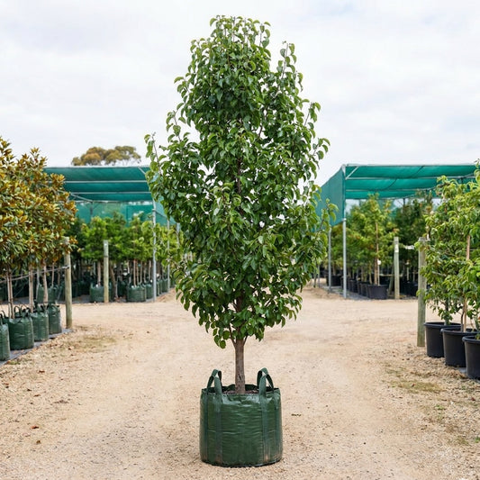 Cleveland Select Ornamental Pear - Pyrus calleryana 'Cleveland Select'