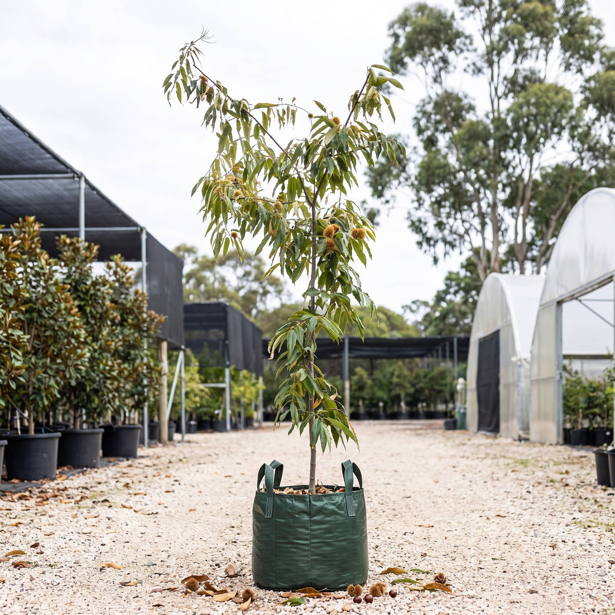 Flemings Prolific Chestnut - Castanea sativa ‘Flemings Prolific’