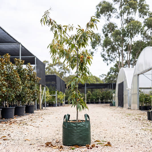 Flemings Prolific Chestnut - Castanea sativa ‘Flemings Prolific’