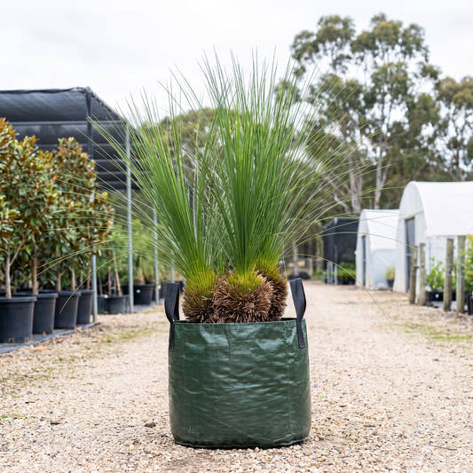 Grass Tree - Xanthorrhoea spp.