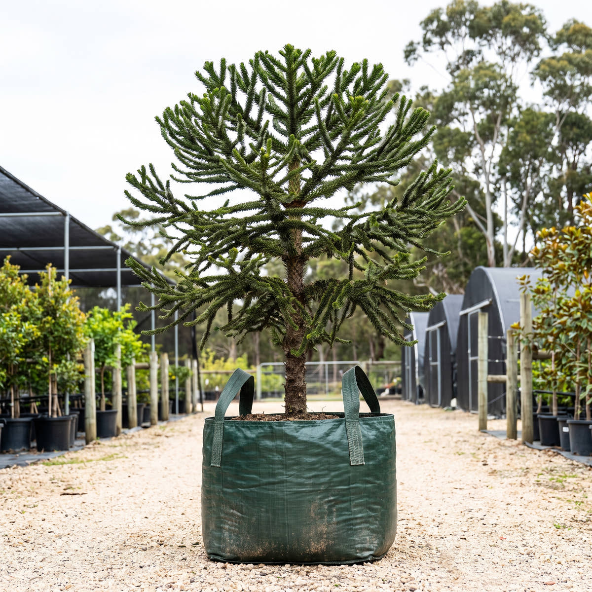 Parana Pine - Araucaria angustifolia