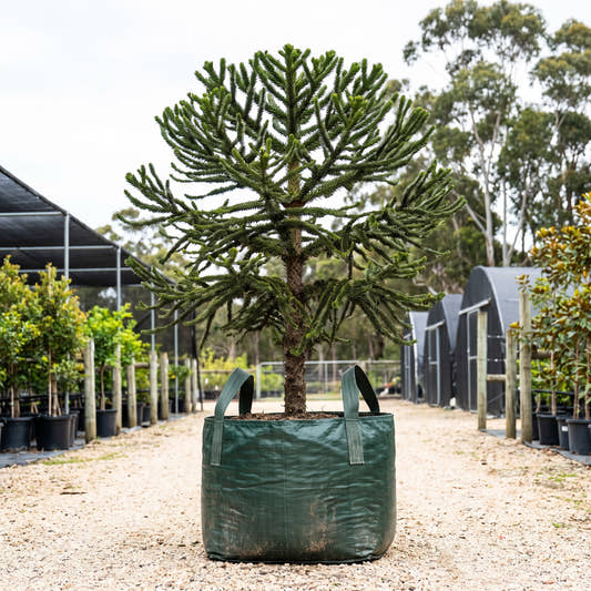 Parana Pine - Araucaria angustifolia
