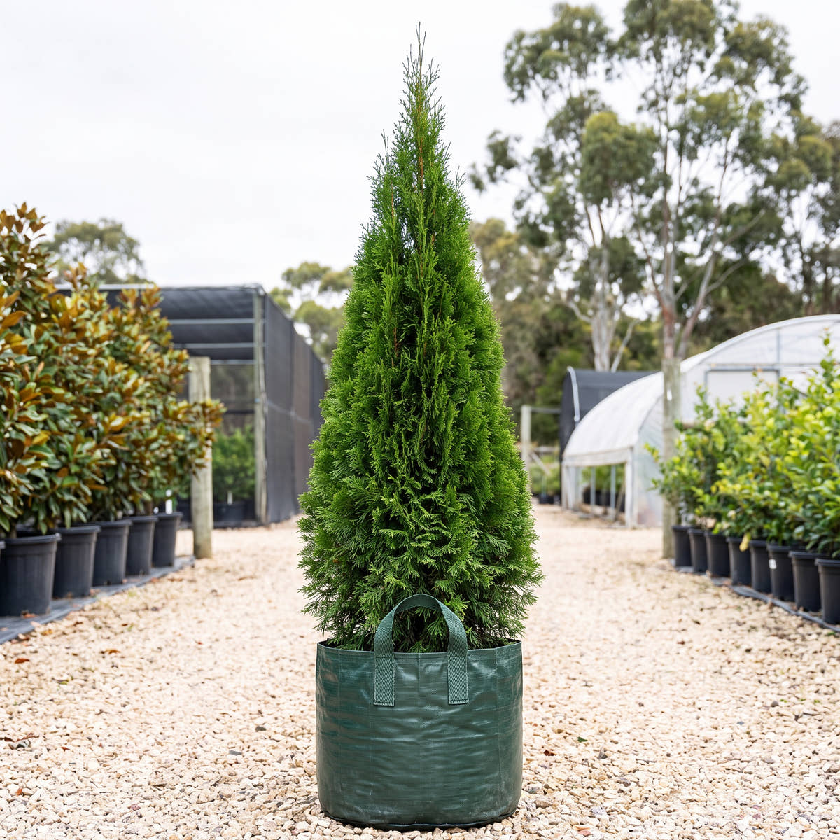 Smaragd Arborvitae - Thuja occidentalis ‘Smaragd’