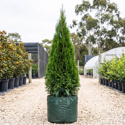 Smaragd Arborvitae - Thuja occidentalis ‘Smaragd’