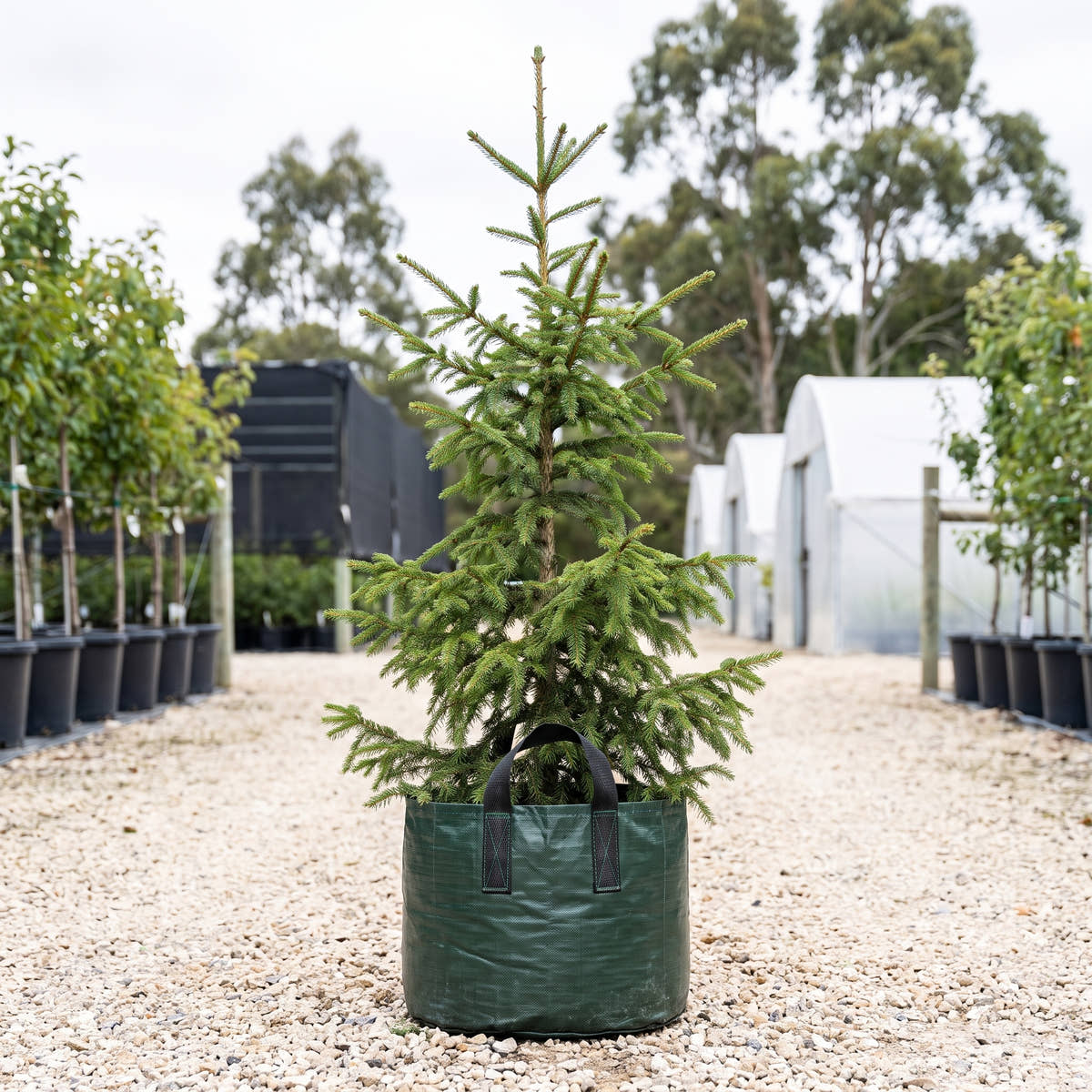 Norway Spruce - Picea abies