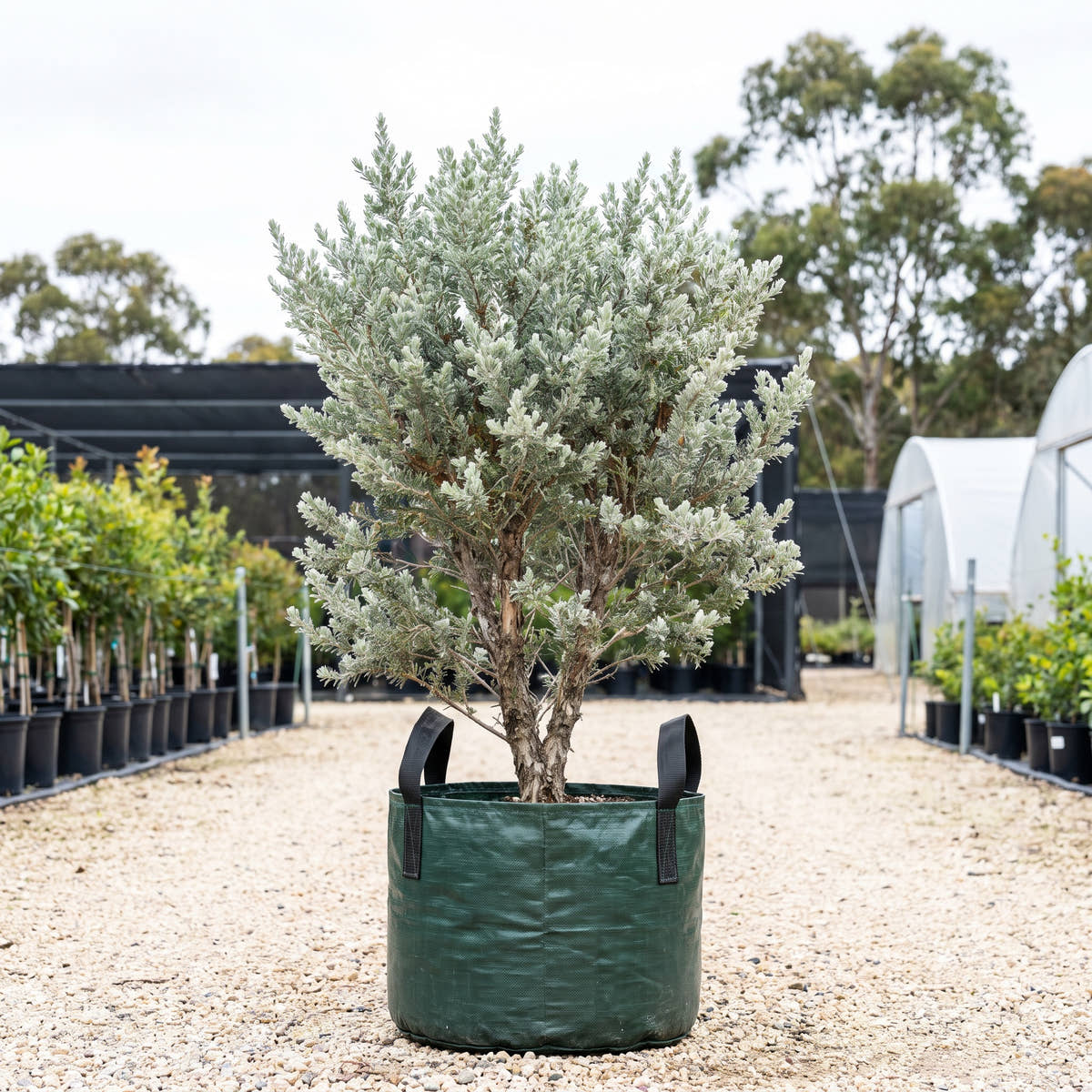 Woolly Tea Tree - Leptospermum lanigerum