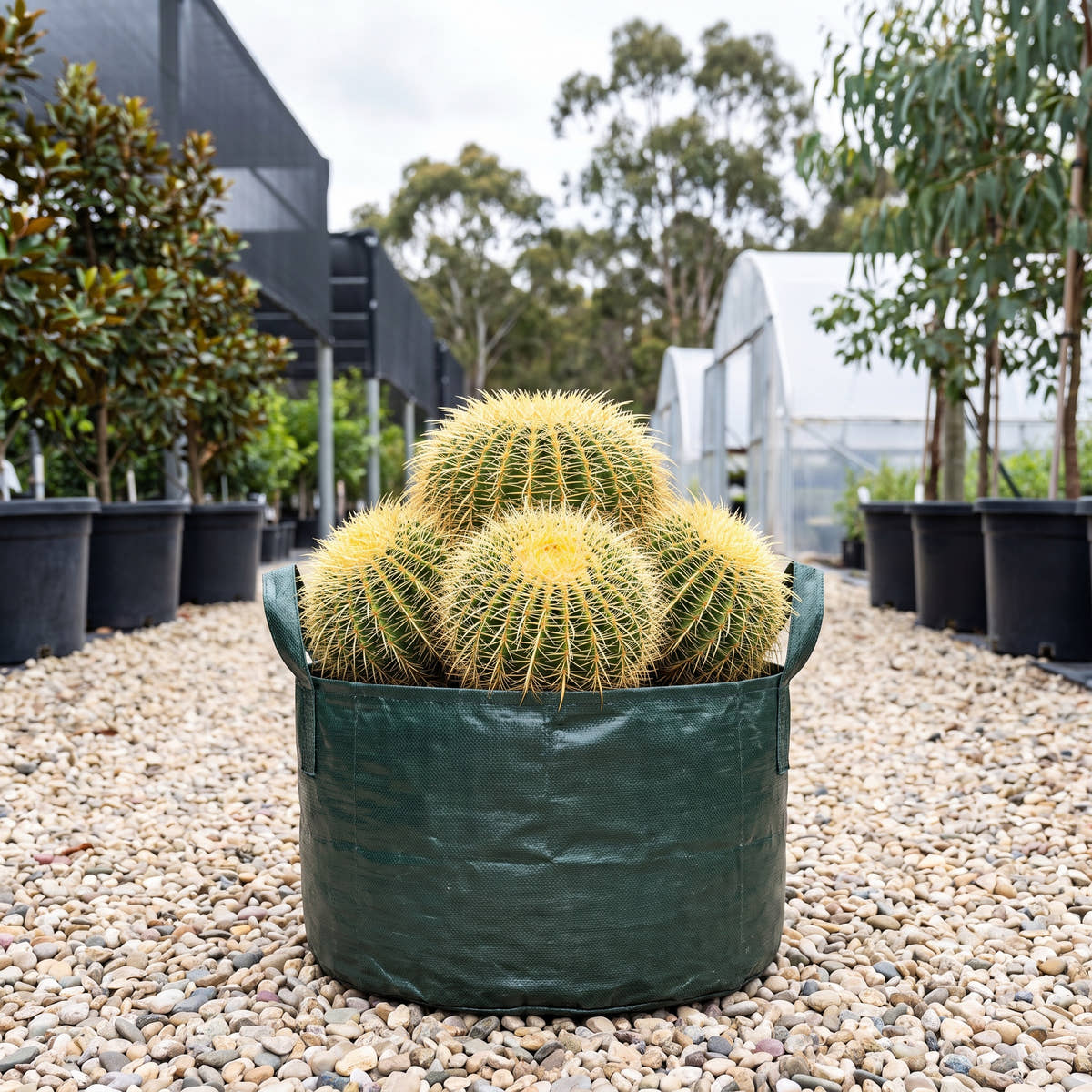 Golden Barrel Cactus (Multi-Planted) - Echinocactus grusonii