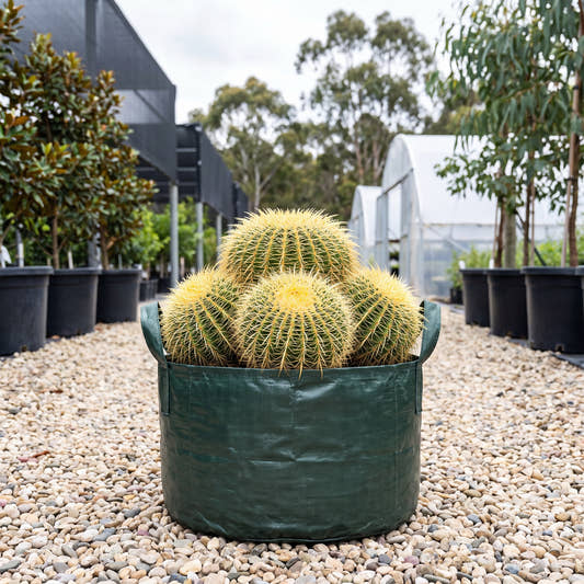 Golden Barrel Cactus (Multi-Planted) - Echinocactus grusonii