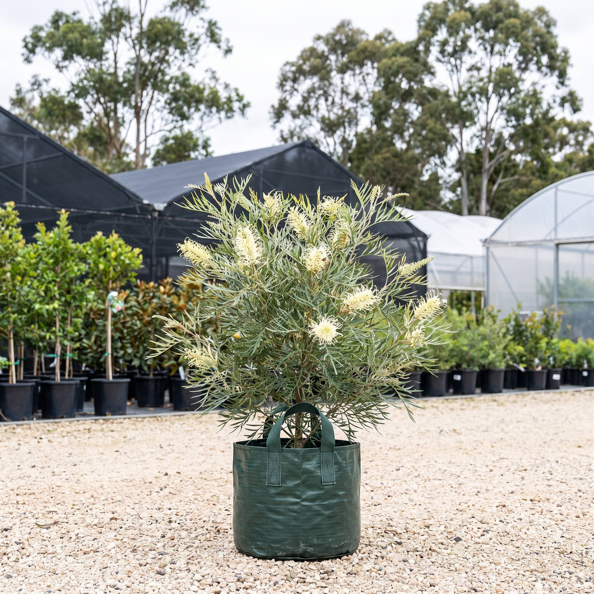 Moonlight Grevillea - Grevillea ‘Moonlight’