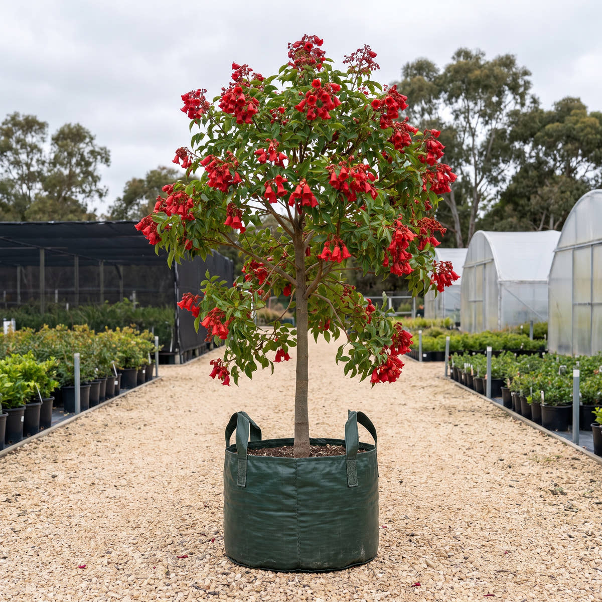 Ned’s Red Flame Tree - Brachychiton ‘Ned’s Red’