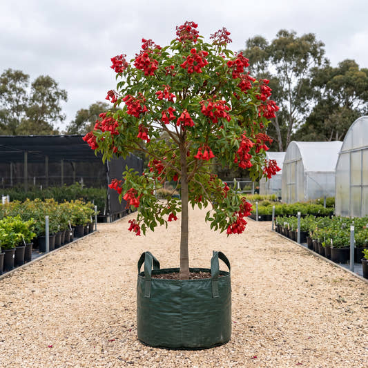 Ned’s Red Flame Tree - Brachychiton ‘Ned’s Red’
