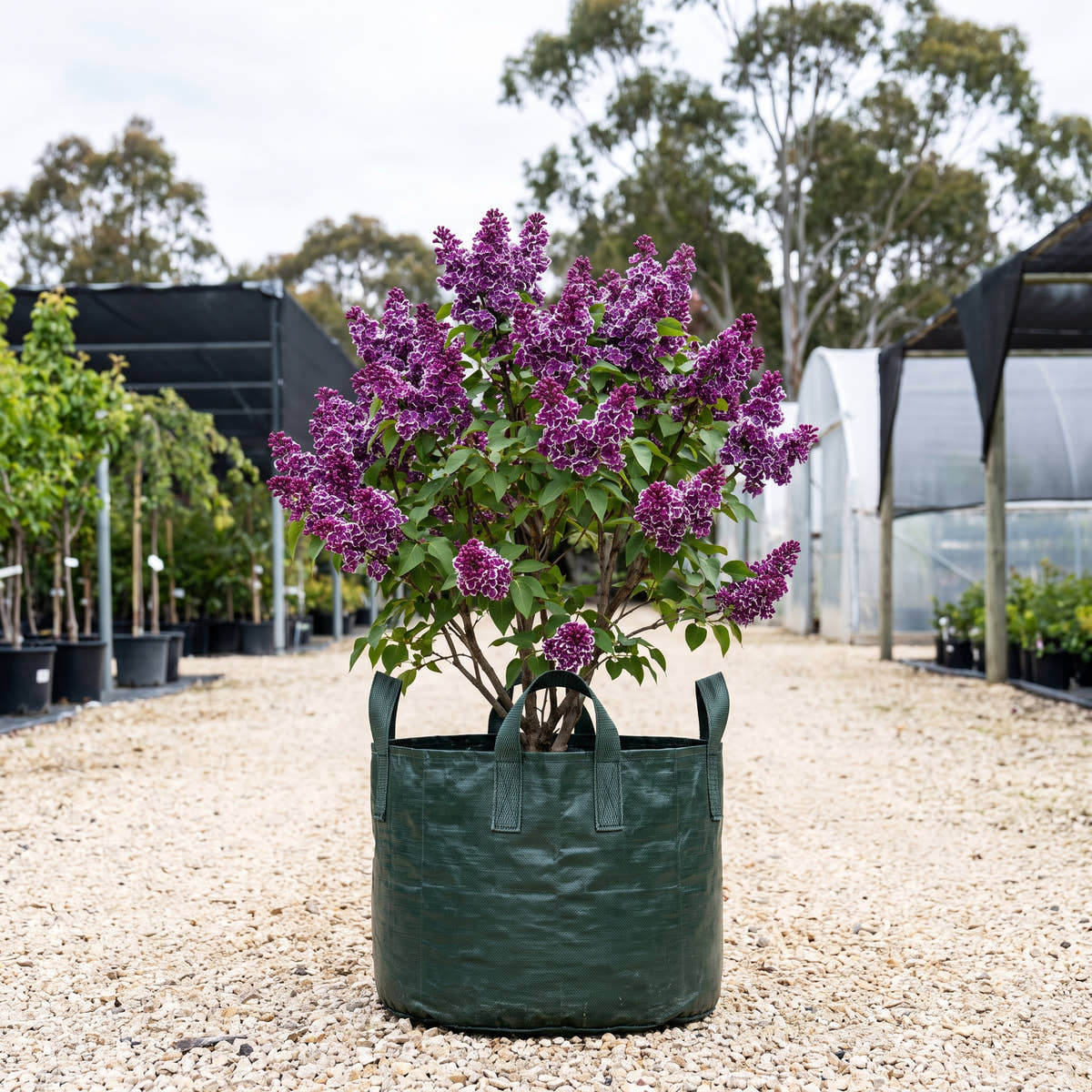 Sensation Lilac - Syringa vulgaris ‘Sensation’