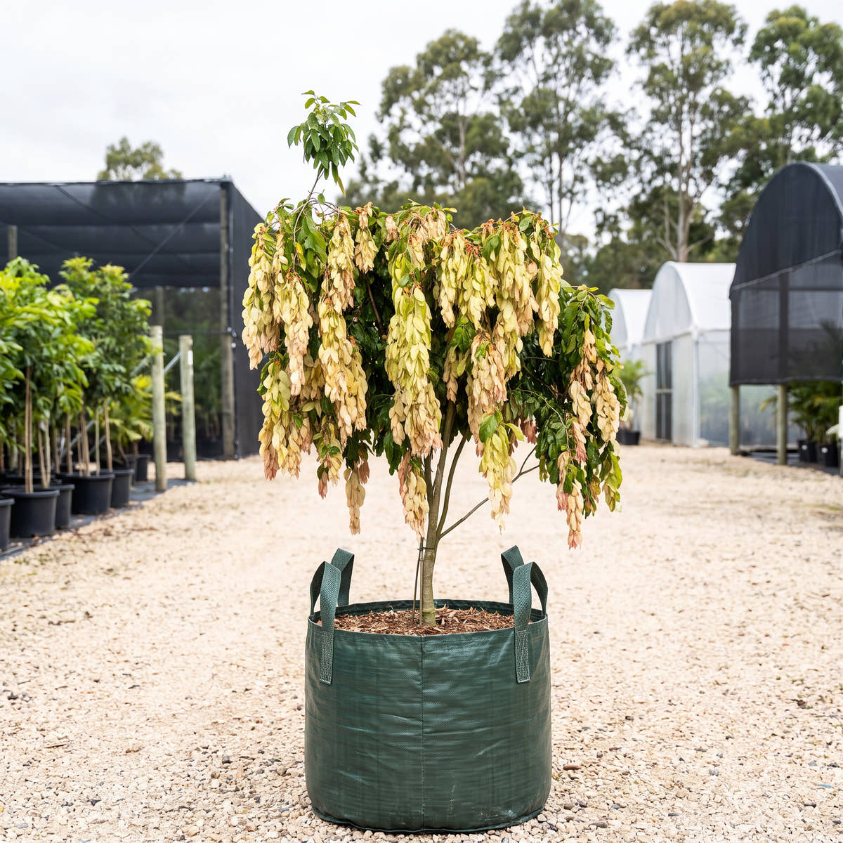 Cascading Bean - Maniltoa lenticellata