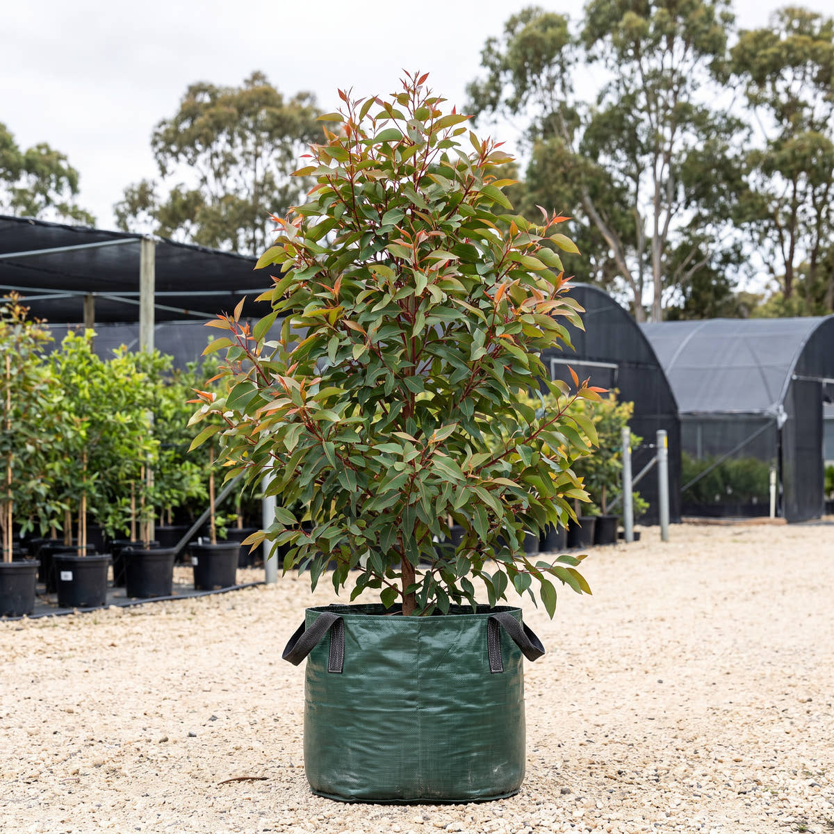 Wildfire Flowering Gum - Corymbia ficifolia ‘Wildfire’
