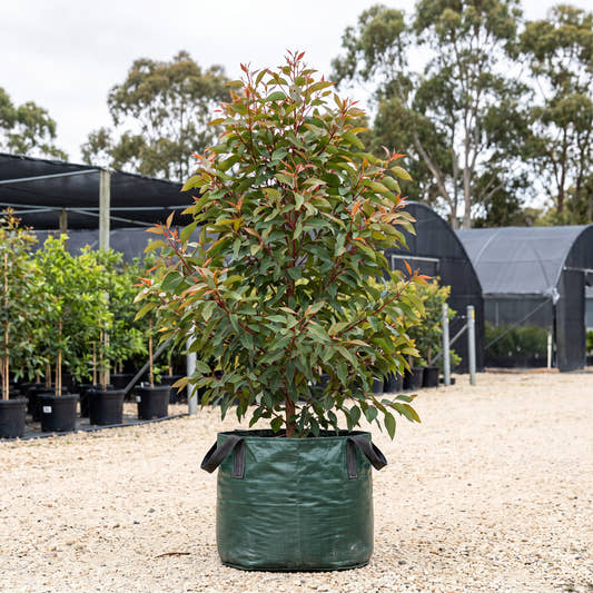 Wildfire Flowering Gum - Corymbia ficifolia ‘Wildfire’