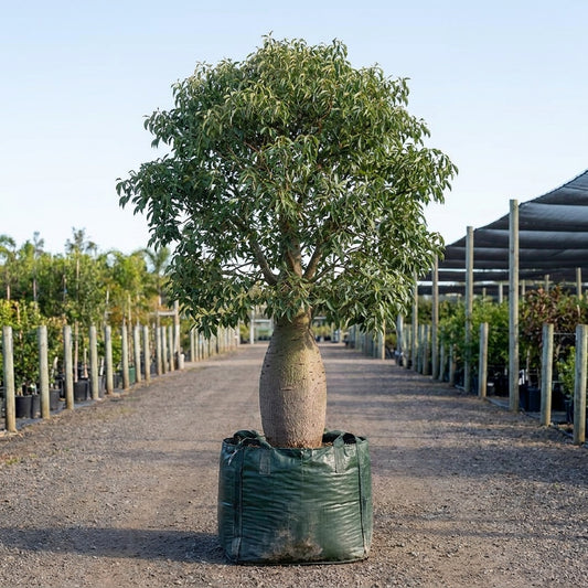 Queensland Bottle Tree - Brachychiton rupestris