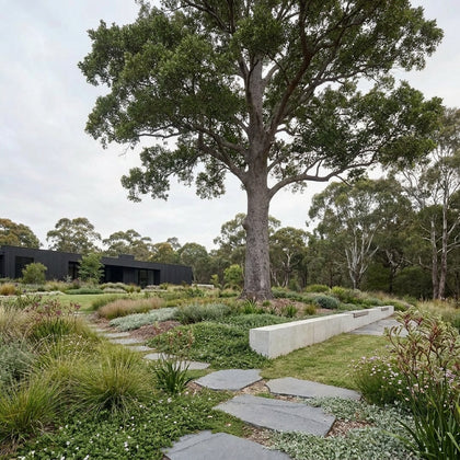 Queensland Kauri Pine - Agathis robusta