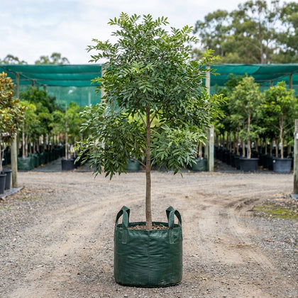 Queensland Maple Tree - Flindersia brayleyana