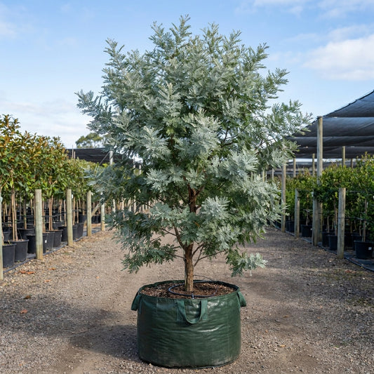 Queensland Silver Wattle - Acacia podalyriifolia