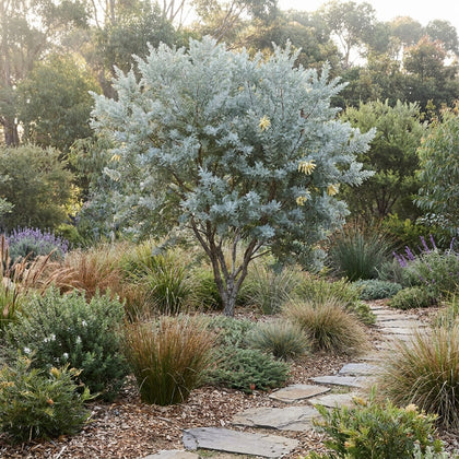Queensland Silver Wattle - Acacia podalyriifolia
