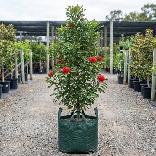 Queensland Waratah Tree - Alloxylon flammeum