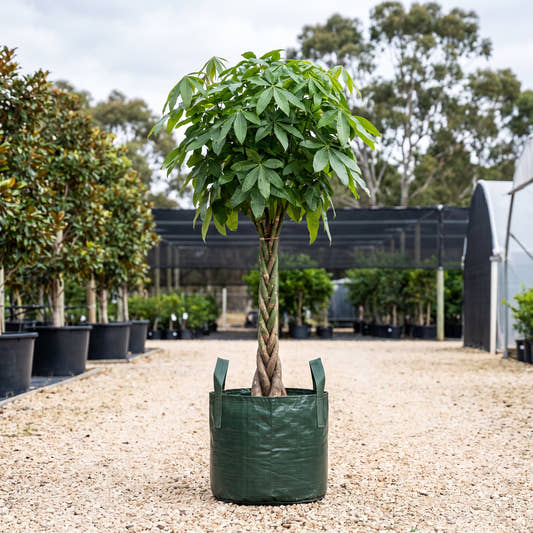 Money Tree - Pachira aquatica