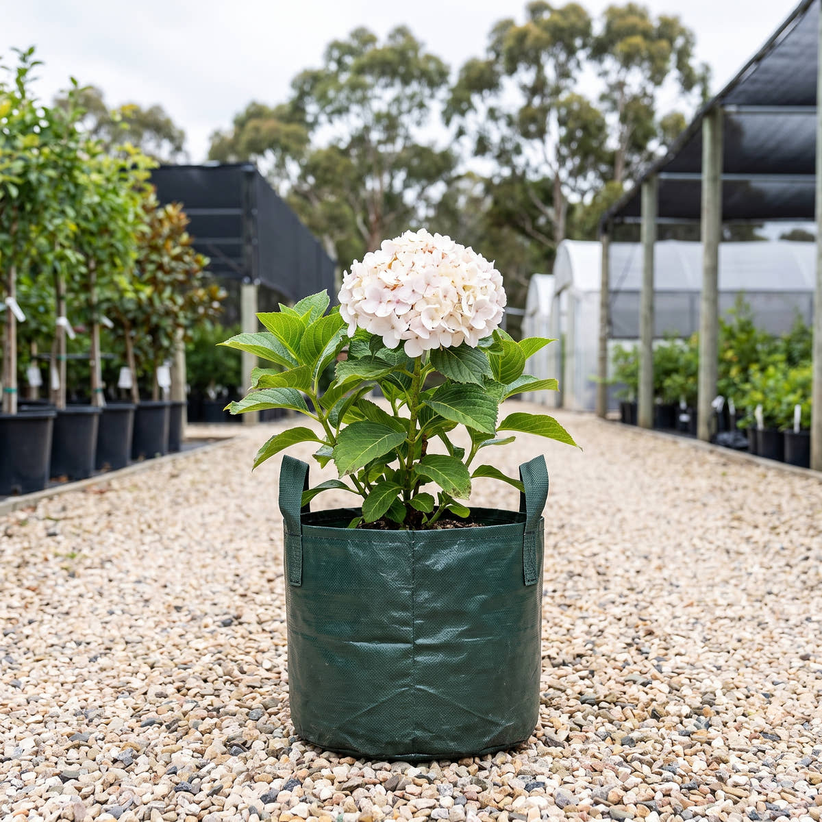 Hydrangea - Hydrangea macrophylla