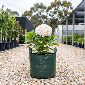 Hydrangea - Hydrangea macrophylla