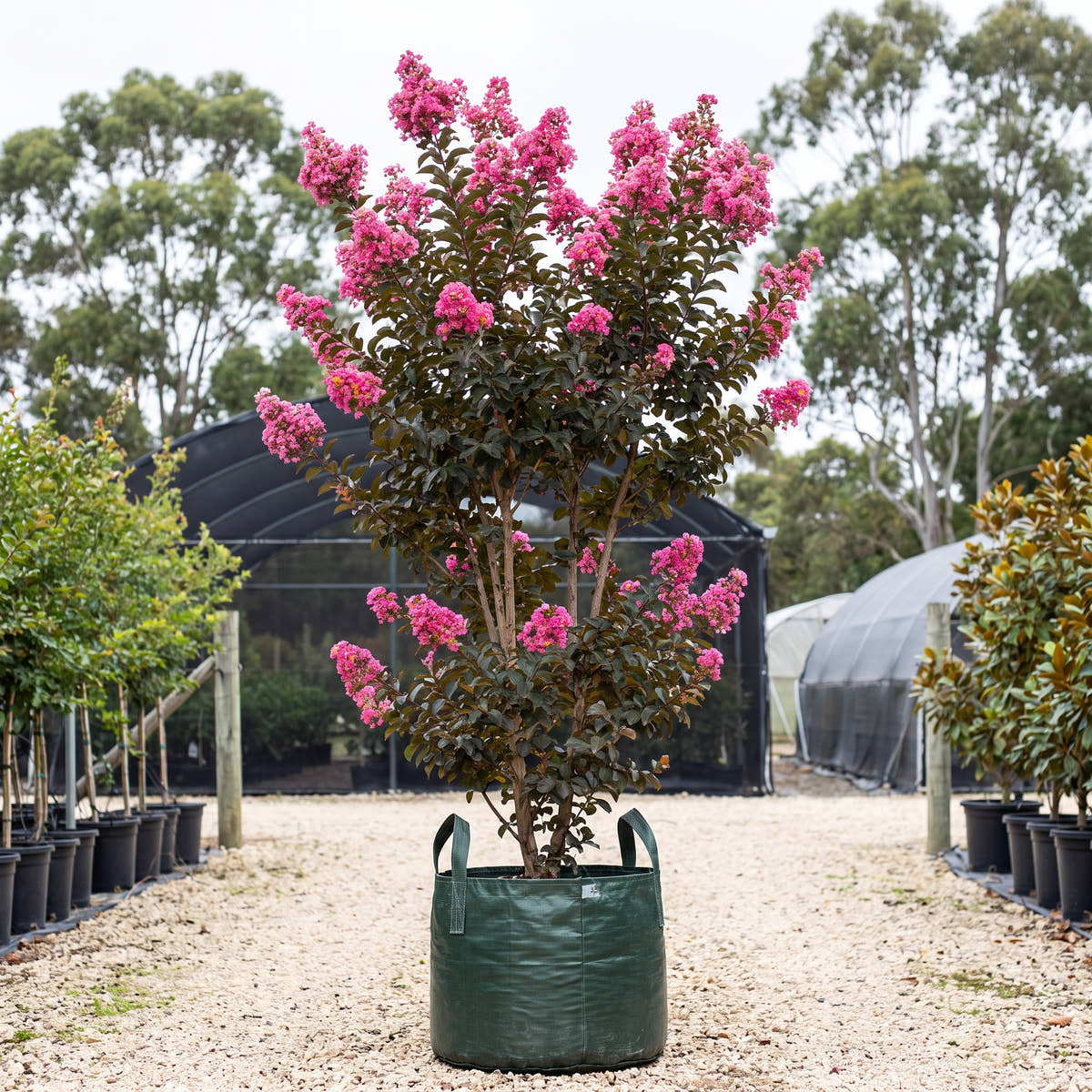 Comanche Crepe Myrtle - Lagerstroemia ‘Comanche’