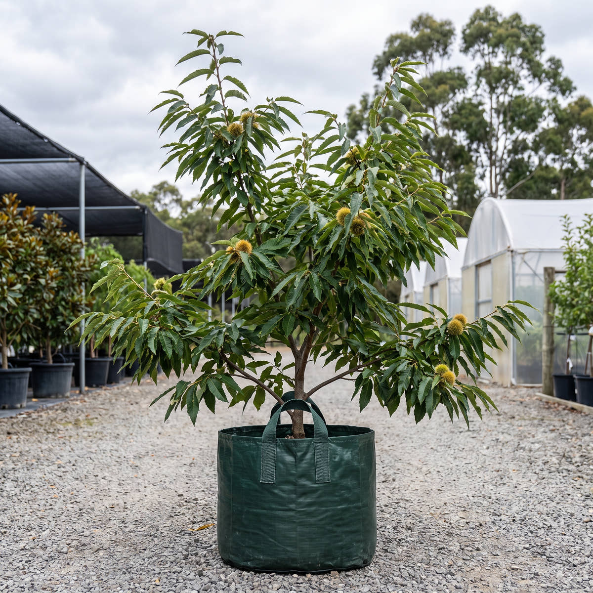 Wandiligong Wonder Chestnut - Castanea sativa ‘Wandiligong Wonder’