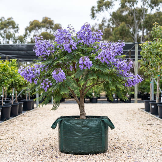 Bonsai Blue Jacaranda - Jacaranda mimosifolia ‘Bonsai Blue’