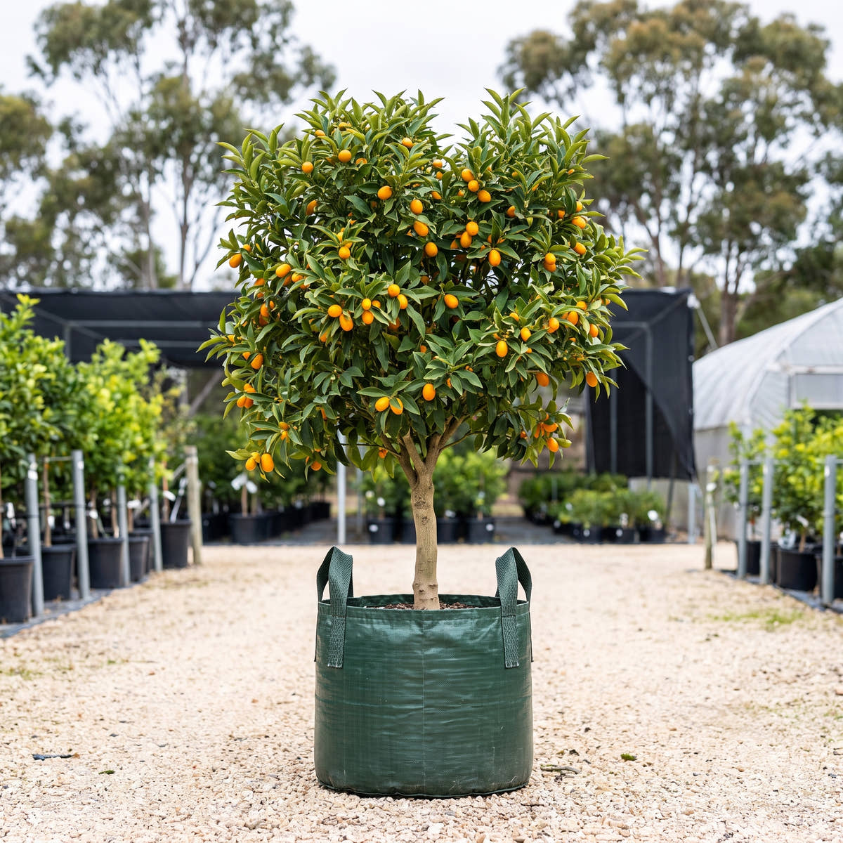 Nagami Kumquat - Citrus japonica ‘Nagami’