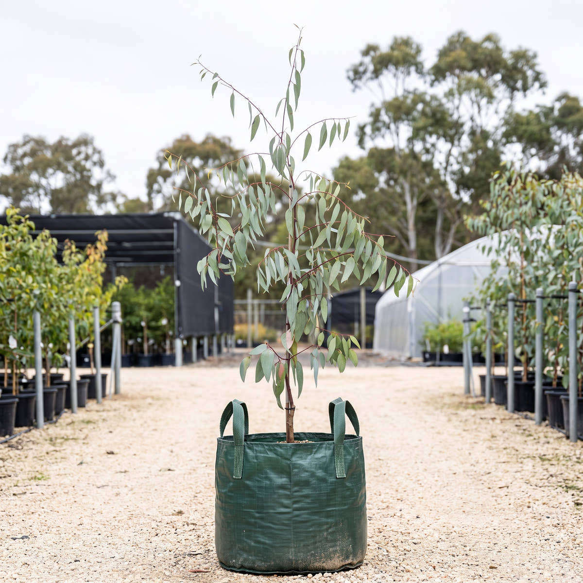 Snow Gum - Eucalyptus pauciflora