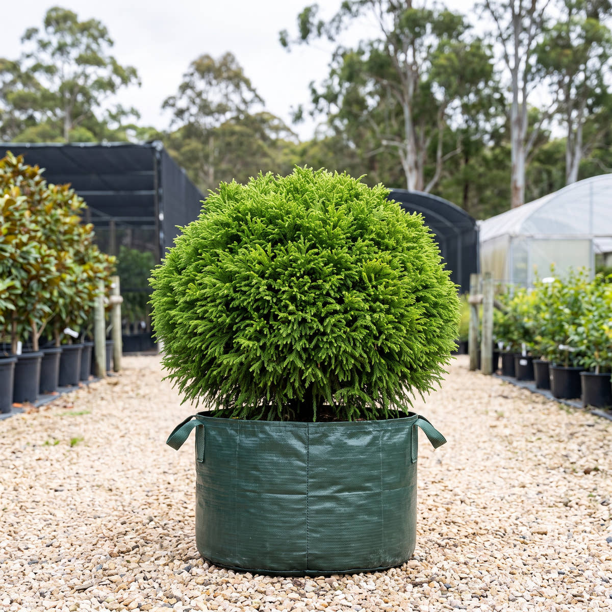 Globosa Nana Japanese Cedar - Cryptomeria japonica ‘Globosa Nana’