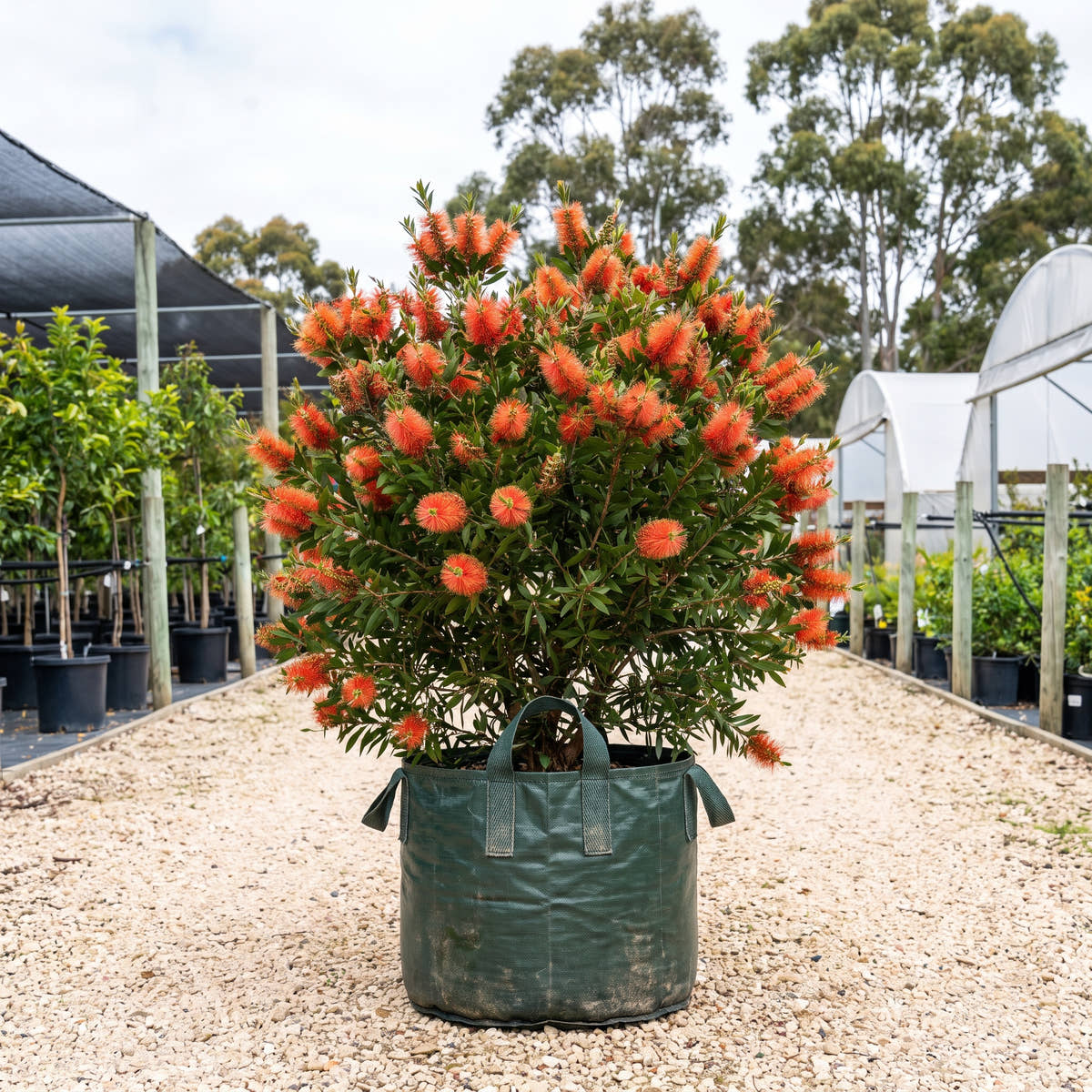 Tangerine Dream Bottlebrush - Callistemon ‘Tangerine Dream’