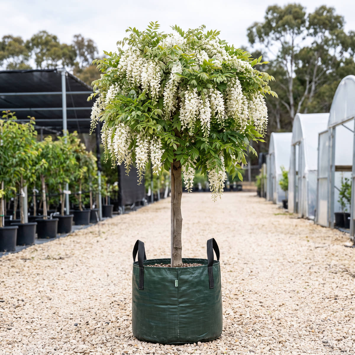 White Silky Wisteria (Standard) - Wisteria brachybotrys ‘Shiro Kapitan’
