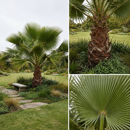 Ramsay's Fan Palm - Licuala ramsayi