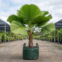 Ramsay's Fan Palm - Licuala ramsayi