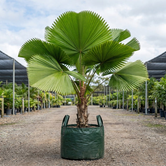Ramsay's Fan Palm - Licuala ramsayi