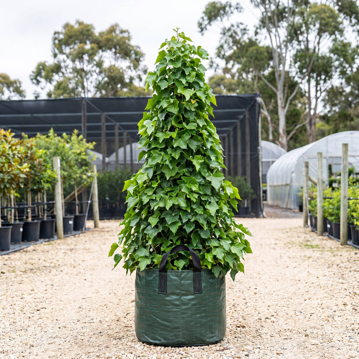 Canary Island Ivy - Hedera canariensis