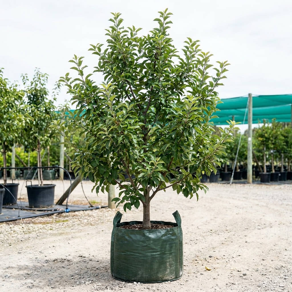 Red Delicious Apple - Malus domestica ‘Red Delicious’