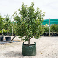Red Delicious Apple - Malus domestica ‘Red Delicious’