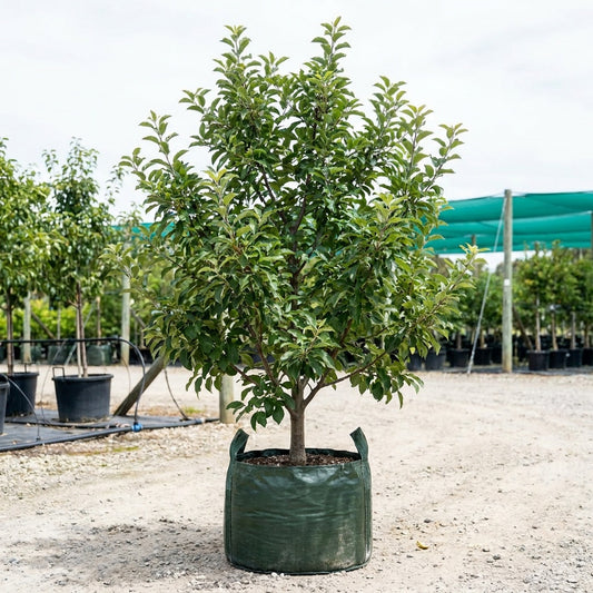 Red Delicious Apple - Malus domestica 'Red Delicious'