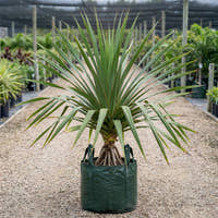 Red Edge Pandanus - Pandanus utilis ‘Red Edge’